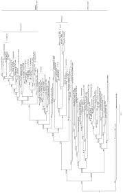 Attēlu rezultāti vaicājumam “Junghuhnia collabens”