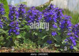 Attēlu rezultāti vaicājumam “Ajuga genevensis”