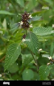 Attēlu rezultāti vaicājumam “Galeopsis tetrahit flower”