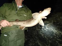 Image result for British Conger Club