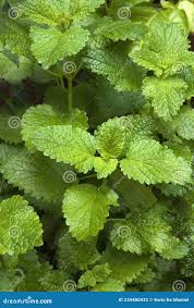 Attēlu rezultāti vaicājumam “Melissa officinalis leaf”