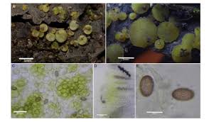 Attēlu rezultāti vaicājumam “Ascobolus furfuraceus”