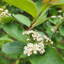 Attēlu rezultāti vaicājumam “Aronia melanocarpa flower”
