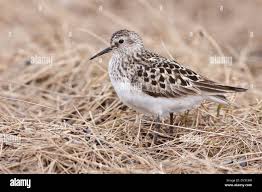 Image result for Calidris bairdii