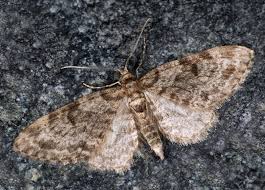 Attēlu rezultāti vaicājumam “Eupithecia tantillaria”