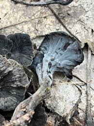 Attēlu rezultāti vaicājumam “Pseudocraterellus”