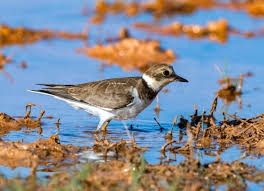 Attēlu rezultāti vaicājumam “Charadrius dubius adult”
