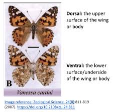 Attēlu rezultāti vaicājumam “Vanessa cardui underside”