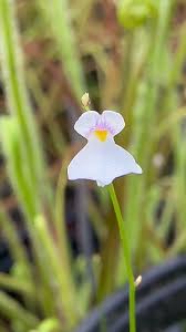 Attēlu rezultāti vaicājumam “Utricularia minor flower”