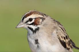 Image result for Chondestes grammacus