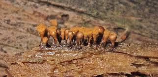 Attēlu rezultāti vaicājumam “Hemitrichia decipiens spores”