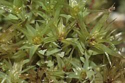 Attēlu rezultāti vaicājumam “Pohlia”