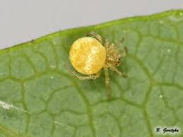 Attēlu rezultāti vaicājumam “Paidiscura pallens”