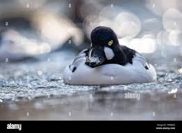 Attēlu rezultāti vaicājumam “Bucephala clangula male”