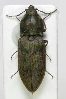 Attēlu rezultāti vaicājumam “Prosternon tessellatum”