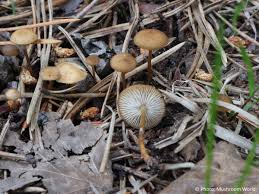 Attēlu rezultāti vaicājumam “Strobilurus esculentus”