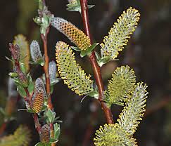 Attēlu rezultāti vaicājumam “Salix x doniana”