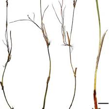 Attēlu rezultāti vaicājumam “Juncus nastanthus”