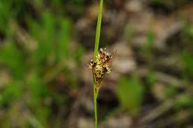 Attēlu rezultāti vaicājumam “Luzula multiflora”