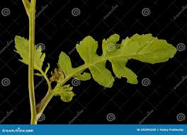 Attēlu rezultāti vaicājumam “Rorippa palustris leaf”