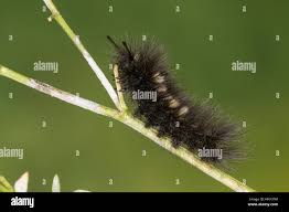 Attēlu rezultāti vaicājumam “Gynaephora selenitica”