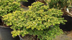 Attēlu rezultāti vaicājumam “Abies alba”