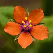 Attēlu rezultāti vaicājumam “Anagallis arvensis flower”