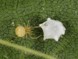 Attēlu rezultāti vaicājumam “Paidiscura pallens”