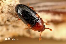 Attēlu rezultāti vaicājumam “Dacne bipustulata”