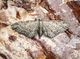 Attēlu rezultāti vaicājumam “Eupithecia tenuiata”