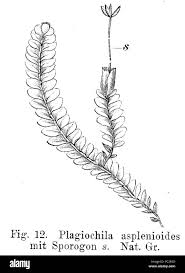 Attēlu rezultāti vaicājumam “Plagiochila asplenioides”