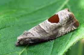 Attēlu rezultāti vaicājumam “Notocelia uddmanniana”