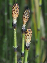 Attēlu rezultāti vaicājumam “Equisetum variegatum”