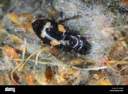 Attēlu rezultāti vaicājumam “Glischrochilus hortensis”