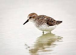 Image result for Calidris pusilla