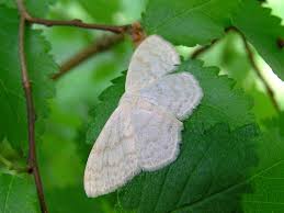 Attēlu rezultāti vaicājumam “Scopula floslactata”