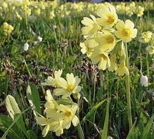 Image result for Himmelschlüssel