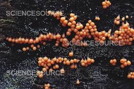 Attēlu rezultāti vaicājumam “Leocarpus fragilis”