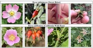 Attēlu rezultāti vaicājumam “Rosa subcanina fruit”