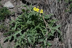 Image result for Diplotaxis tenuifolia