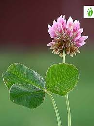 Attēlu rezultāti vaicājumam “Trifolium hybridum flower”