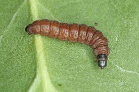 Attēlu rezultāti vaicājumam “Orthotaenia undulana”