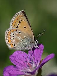 Attēlu rezultāti vaicājumam “Eumedonia eumedon underside”
