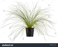 Attēlu rezultāti vaicājumam “Corynephorus canescens”