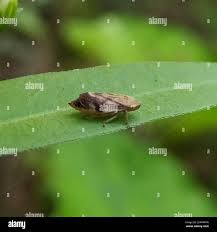 Attēlu rezultāti vaicājumam “Lepyronia coleoptrata”