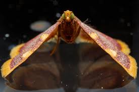 Attēlu rezultāti vaicājumam “Hypsopygia costalis”