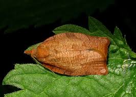 Attēlu rezultāti vaicājumam “Pandemis”