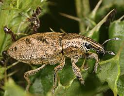 Attēlu rezultāti vaicājumam “Cleonis pigra”