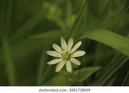 Attēlu rezultāti vaicājumam “Stellaria nemorum bud”