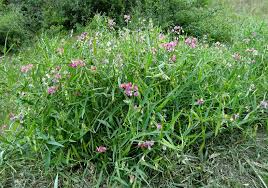 Attēlu rezultāti vaicājumam “Lathyrus latifolius leaf”